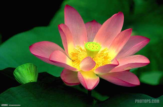 photoshop Lab模式下快速用通道抠图