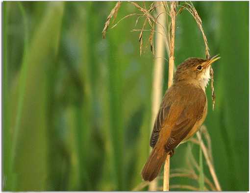 图片像素低怎么办?用PS将低像素调整成高像素教程介绍