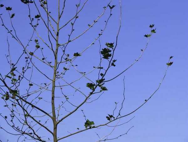 Photoshop抠图教程:通道和计算命令抠图实例