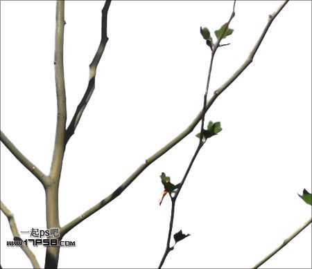 Photoshop抠图教程:通道和计算命令抠图实例