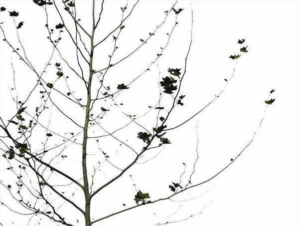 Photoshop抠图教程:通道和计算命令抠图实例