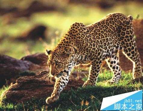 cdr X7怎么合成图片?  cdr将两张照片合成立体打印机广告的教程