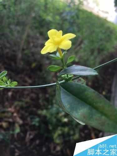 用手机拍出主体清晰背景模糊照片的技巧