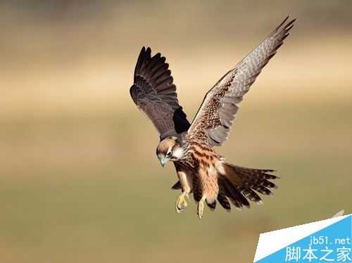 如何拍摄飞鸟?飞鸟的拍摄技巧分享