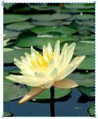 在CorelDRAW中如何裁剪导入的位图?