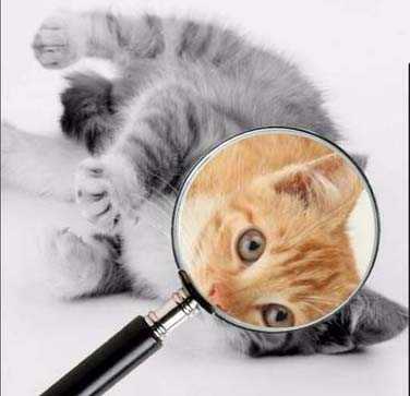 ps怎么合成趣味放大镜效果的图片?