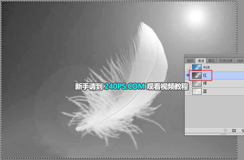 PS怎么抠羽毛?PS巧用通道工具快速抠出洁白的羽毛教程
