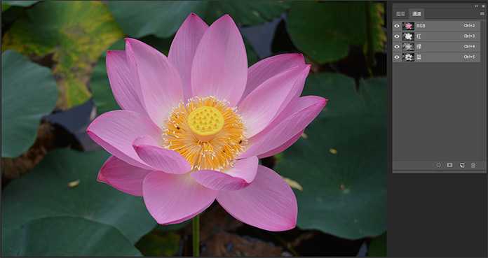 Photoshop怎么用曲线工具快速抠出池塘里的荷花?
